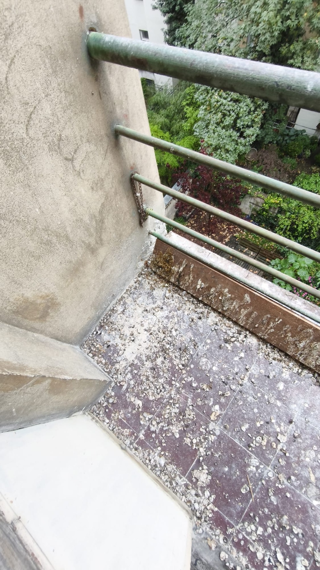 Balkon znečištěný po holubech v Brandýse nad Labem